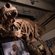 Imagen para el artículo titulado Paleontólogos de Canadá descubren el Tyrannosaurus rex más grande conocido hasta la fecha: Scotty
